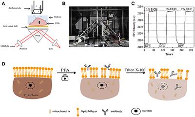 Influence of Fixation and Permeabilization on the Mass Density of Single Cells: A Surface Plasmon Resonance Imaging Study